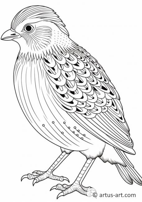 Woodcock Coloring Page